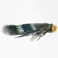 Stigmella ceanothi