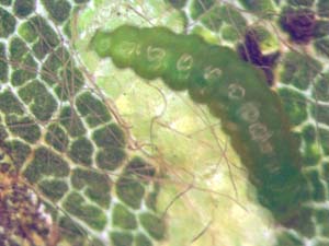 Stigmella ceanothi