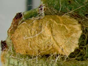 Stigmella ceanothi