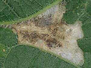 Phyllonorycter celtifoliella