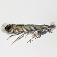 Macrosaccus morrisella