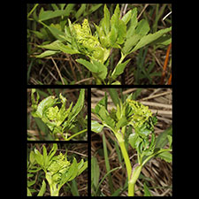 Agonopterix chrautis