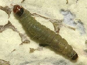 Agonopterix nebulosa