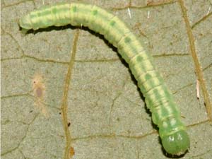 Machimia tentoriferella