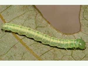 Machimia tentoriferella