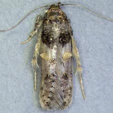 Walshia amorphella