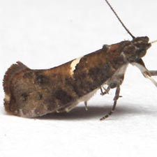 Acrolepiopsis incertella