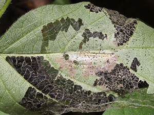 Brenthia pavonacella