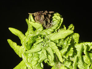 Olethreutes auricapitana