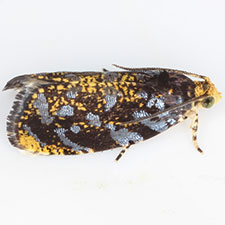 Olethreutes auricapitana