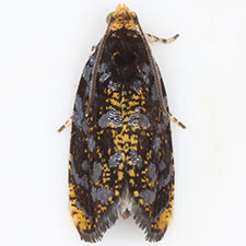 Olethreutes auricapitana