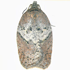 Acleris arcticana