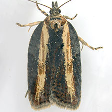 Acleris arcticana