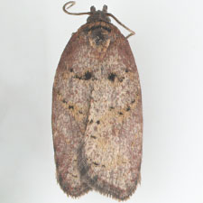 Acleris arcticana