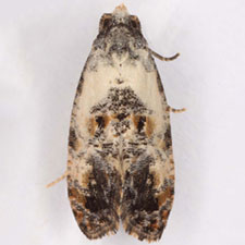 Cochylichroa avita