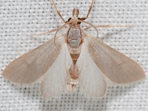 Acentria ephemerella