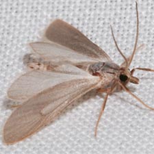 Acentria ephemerella