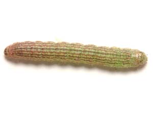 Sciota subfuscella