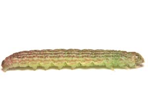 Sciota subfuscella