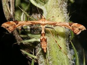 Platyptilia carduidactylus