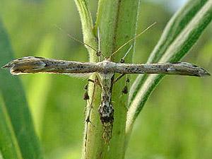 Oidaematophorus eupatorii