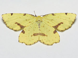 Xanthotype sospeta