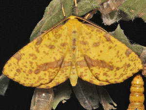Xanthotype sospeta