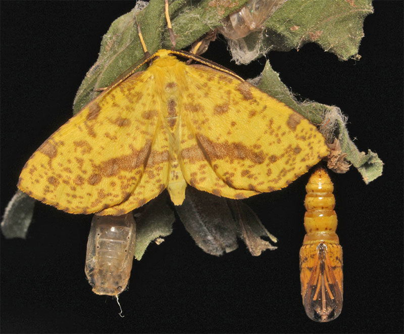Xanthotype sospeta