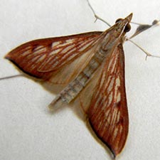 Antigastra catalaunalis