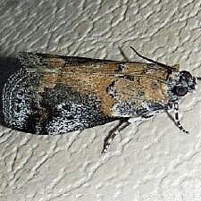 Acrobasis caliginella