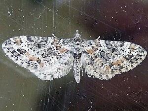 Eupithecia johnstoni