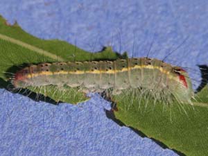 Acronicta connecta