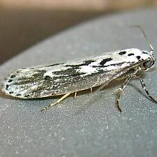 Ethmia semitenebrella