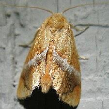 Lithacodes fasciola