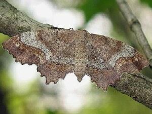 Hypagyrtis unipunctata