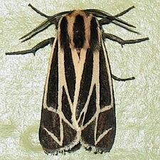 Apantesis figurata