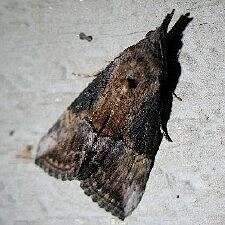 Hypena scabra