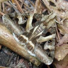 Drasteria grandirena