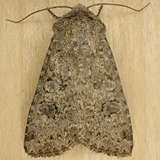 Anarta hamata