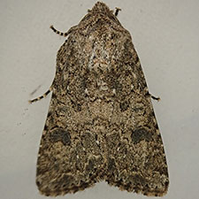 Anarta hamata