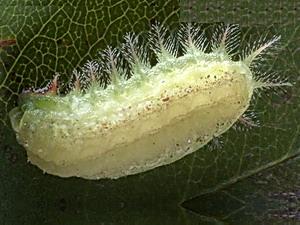 Isa textula