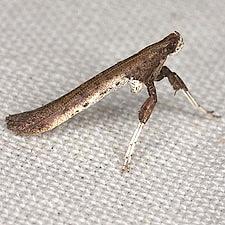 Caloptilia rhoifoliella