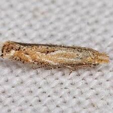 Phyllonorycter celtisella