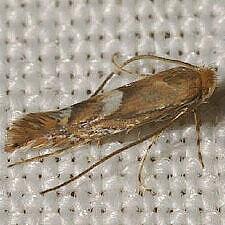 Phyllonorycter fitchella