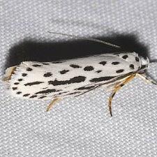 Ethmia zelleriella