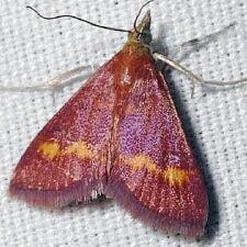 Pyrausta tyralis