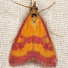 Pyrausta laticlavia