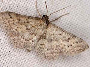 Idaea violacearia