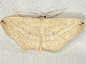 Scopula umbilicata