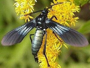 Macrocneme chrysitis